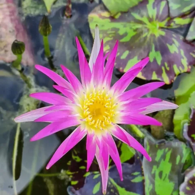 Pink Flamingo Tropical Waterlily