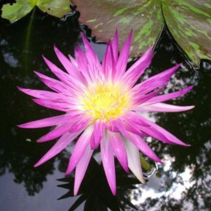 Pink Flamingo Tropical Waterlily