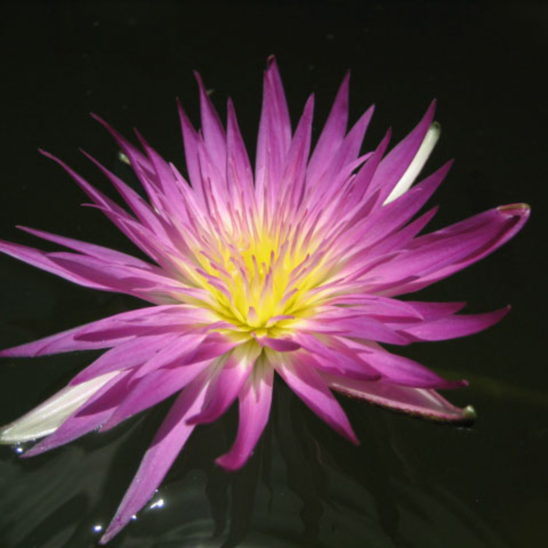 Pink Flamingo Tropical Waterlily
