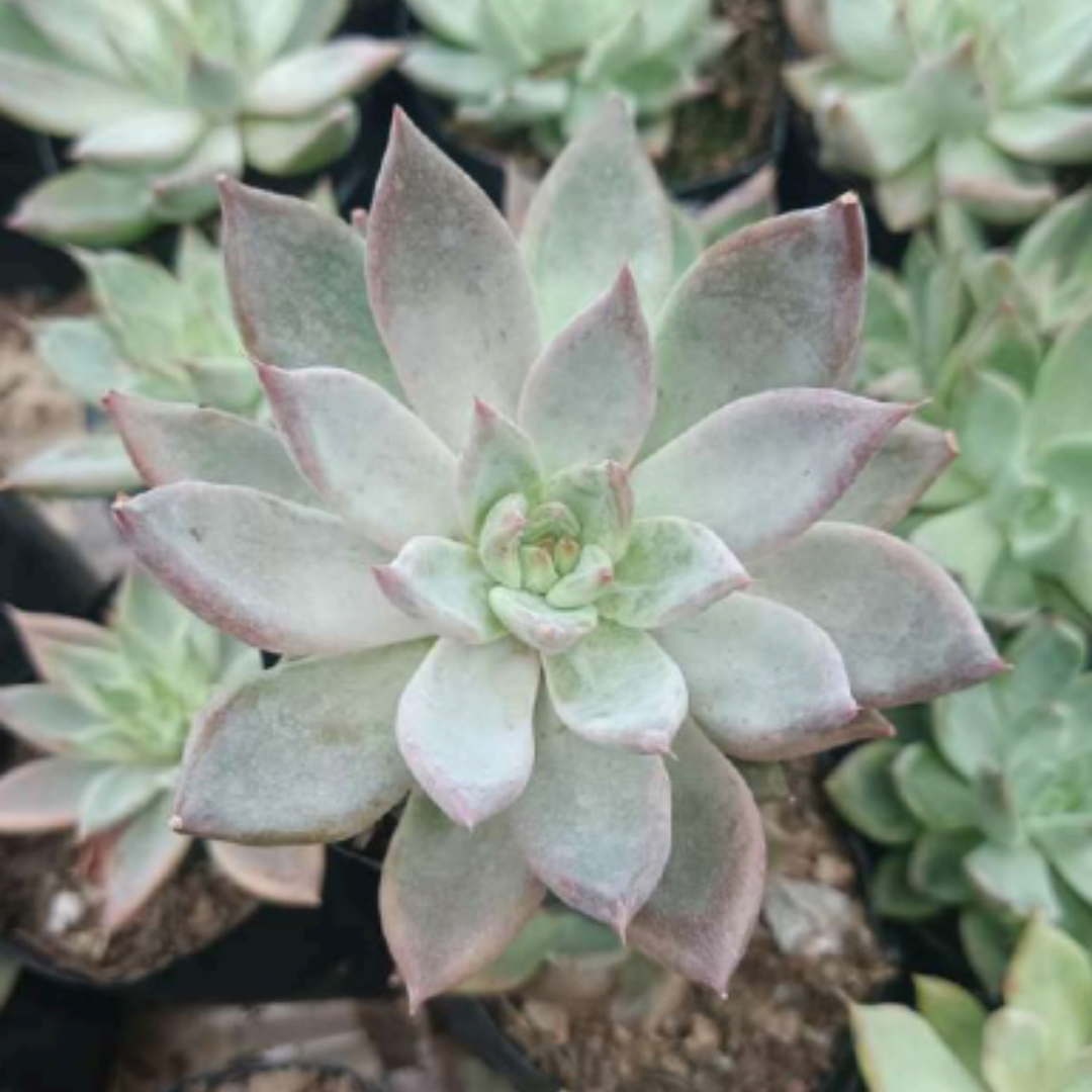 Pink Pachyphytum Hookeri (Bare Rooted)