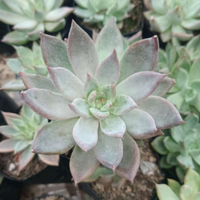 Pink Pachyphytum Hookeri (Bare Rooted)