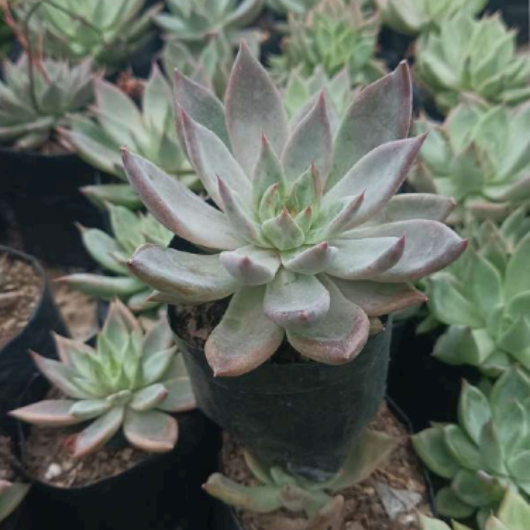 Pink Pachyphytum Hookeri (Bare Rooted)