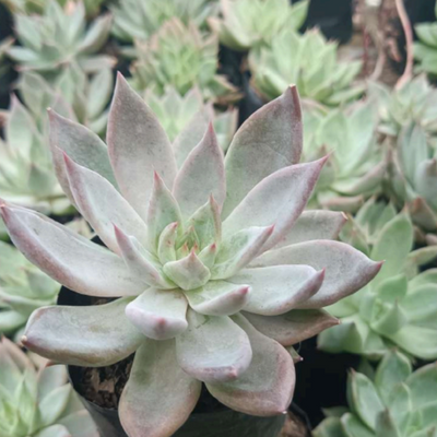 Pink Pachyphytum Hookeri (Bare Rooted)