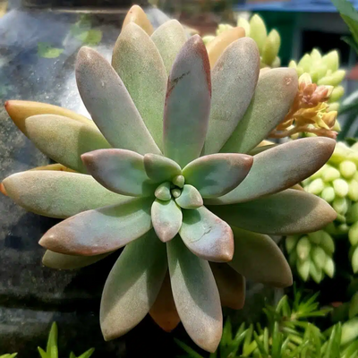 Pink Pachyphytum Hookeri (Bare Rooted)