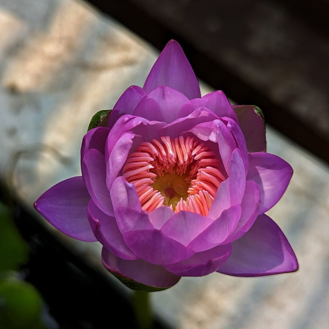 Pink Lady Australian Waterlily