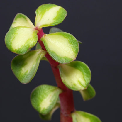 Variegated Jade, Elephant Bush - Potted