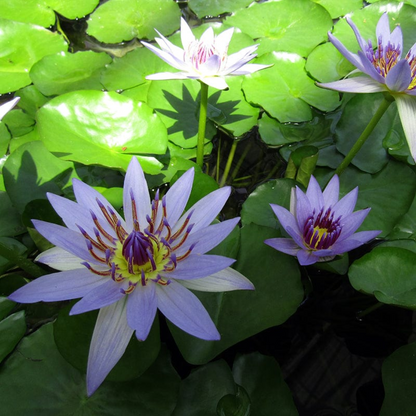 Purple Colorata Tropical Waterlily