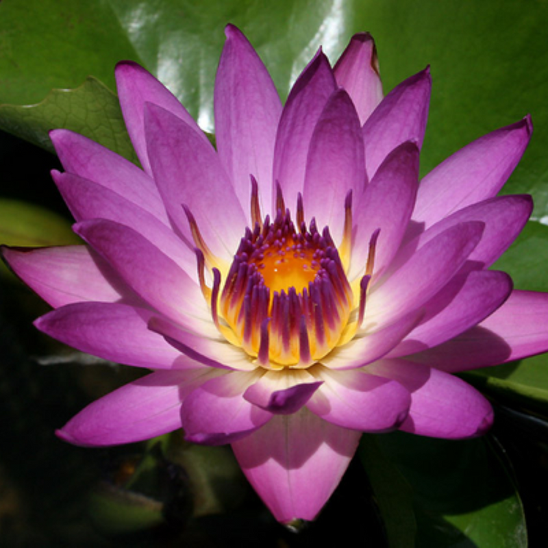 Ruby Tropical Waterlily