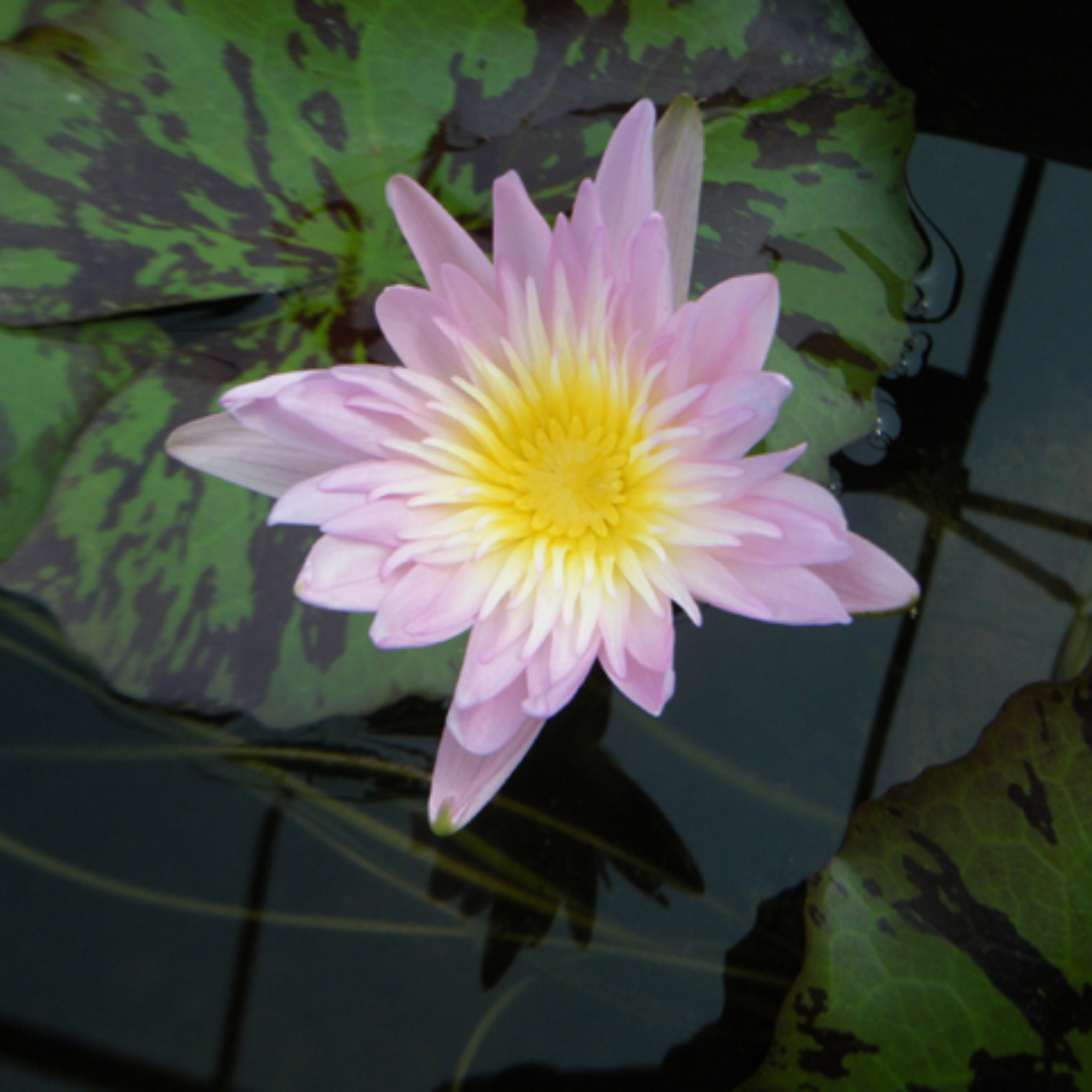 Ostara Tropical Waterlily
