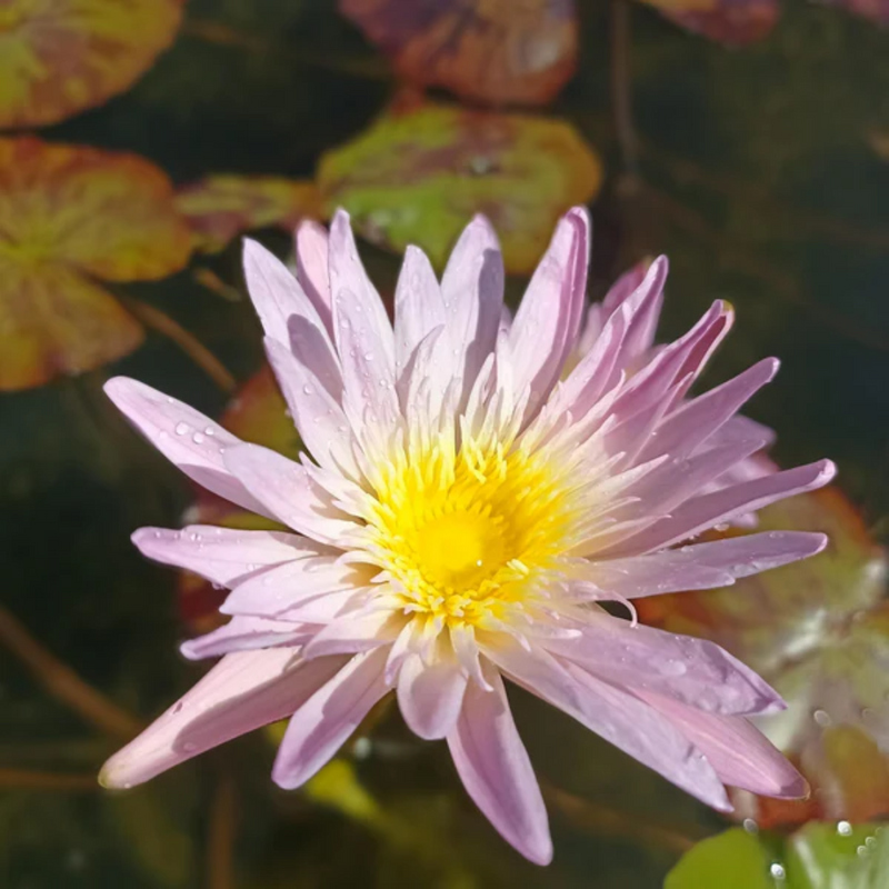 Ostara Tropical Waterlily