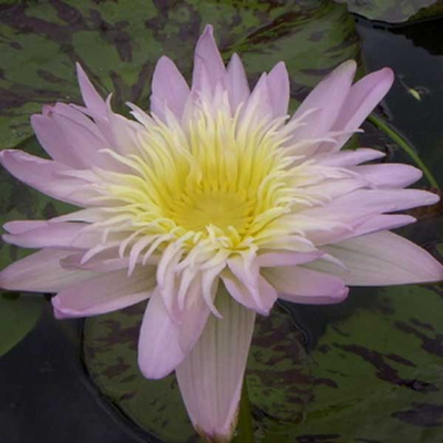 Ostara Tropical Waterlily