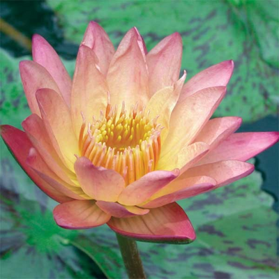 Albert Greenberg Tropical Waterlily