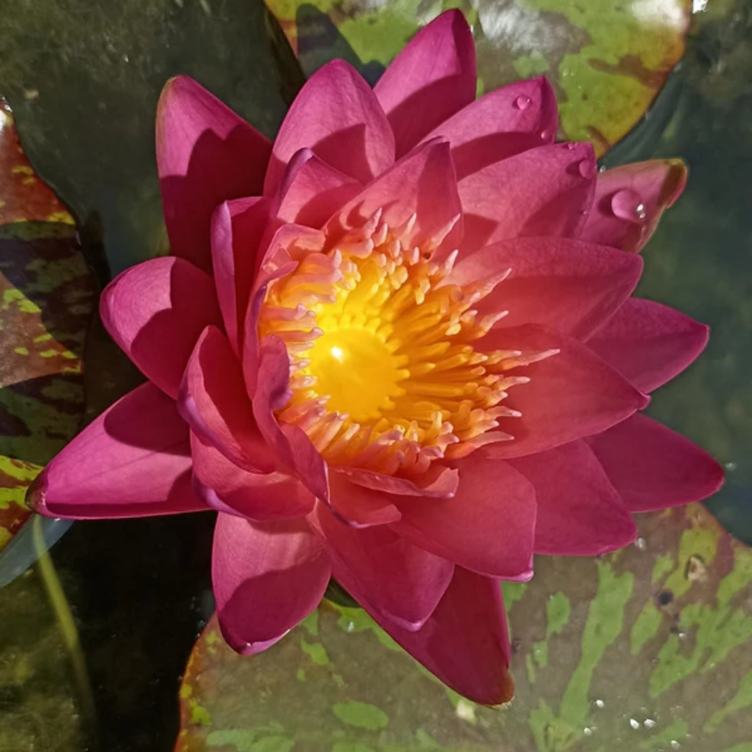 Albert Greenberg Tropical Waterlily