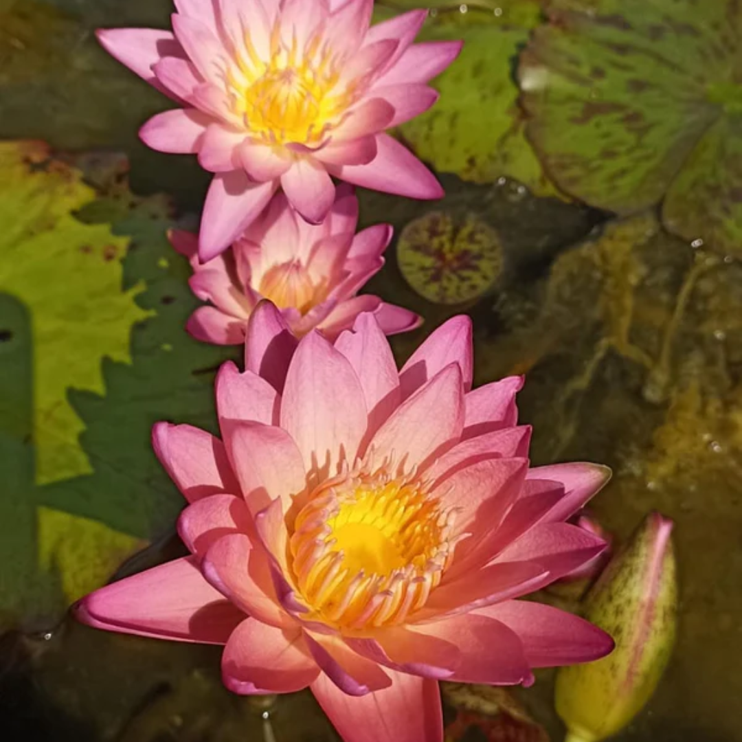 Albert Greenberg Tropical Waterlily