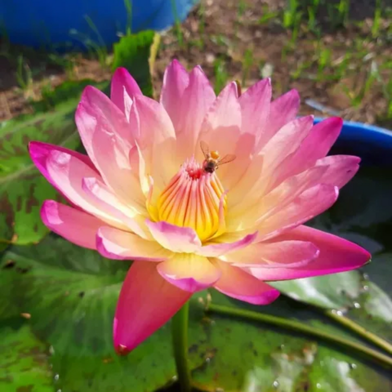 Albert Greenberg Tropical Waterlily