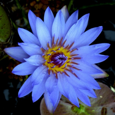Laura Frase Tropical Waterlily