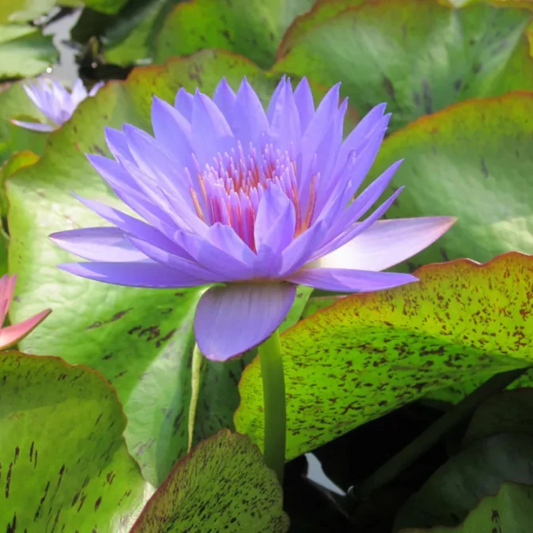 Laura Frase Tropical Waterlily