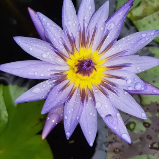 Margaret Mary Tropical Waterlily