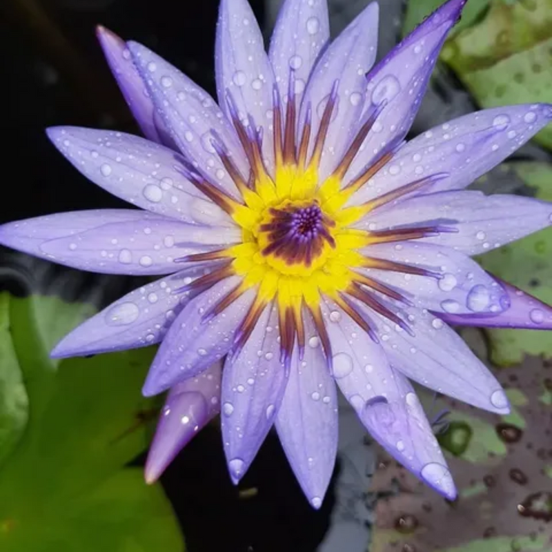 Margaret Mary Tropical Waterlily
