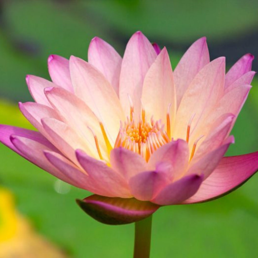 Pink Pearl Tropical Waterlily