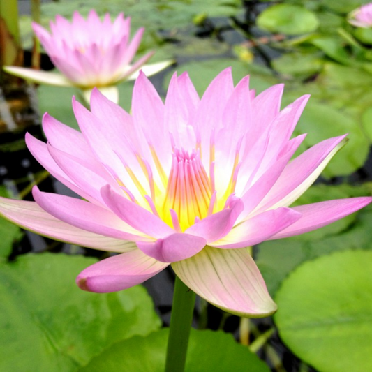Pink Pearl Tropical Waterlily