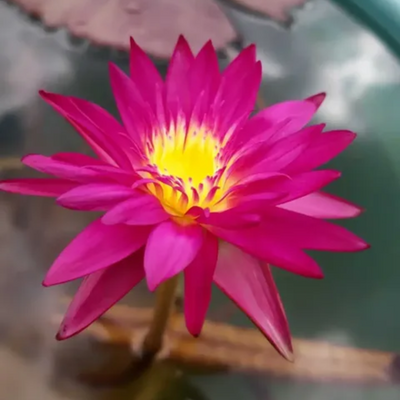 Julengsab Tropical Water Lily