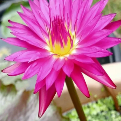 Julengsab Tropical Water Lily