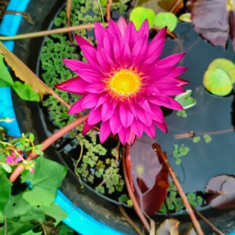 Julengsab Tropical Water Lily