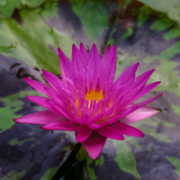 Miami Rose Tropical Waterlily