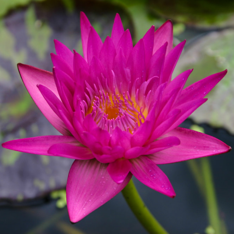 Miami Rose Tropical Waterlily