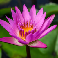 Ruby Tropical Waterlily
