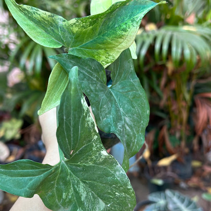 Syngonium Albo Variegated