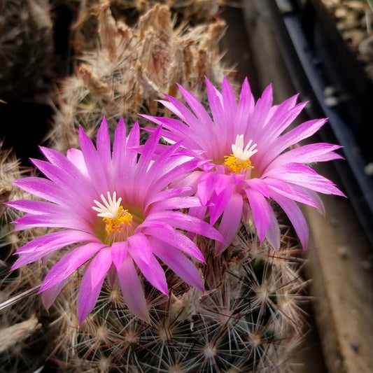 Coryphantha or Beehive Cactus