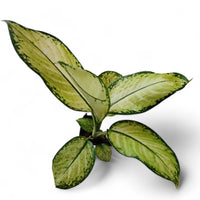 Aglaonema Thai Snowwhite - plant store® 