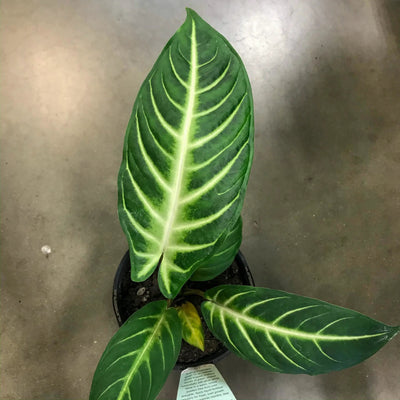 Caladium Lindenni