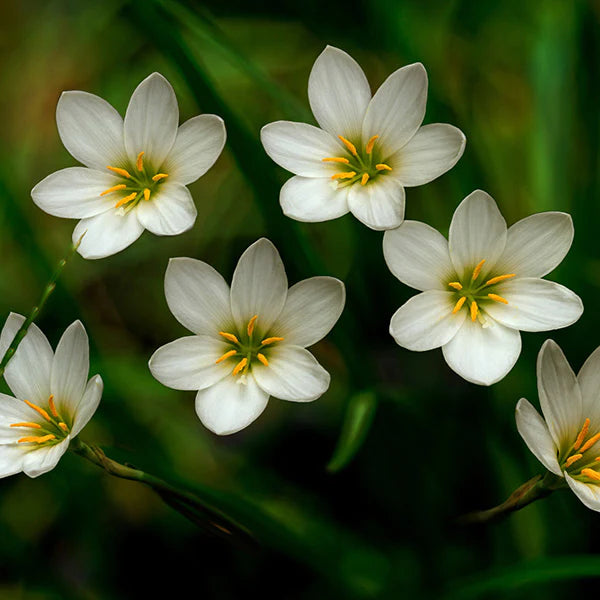 Rain Lily Zephyranthes Plant (White Flowers)