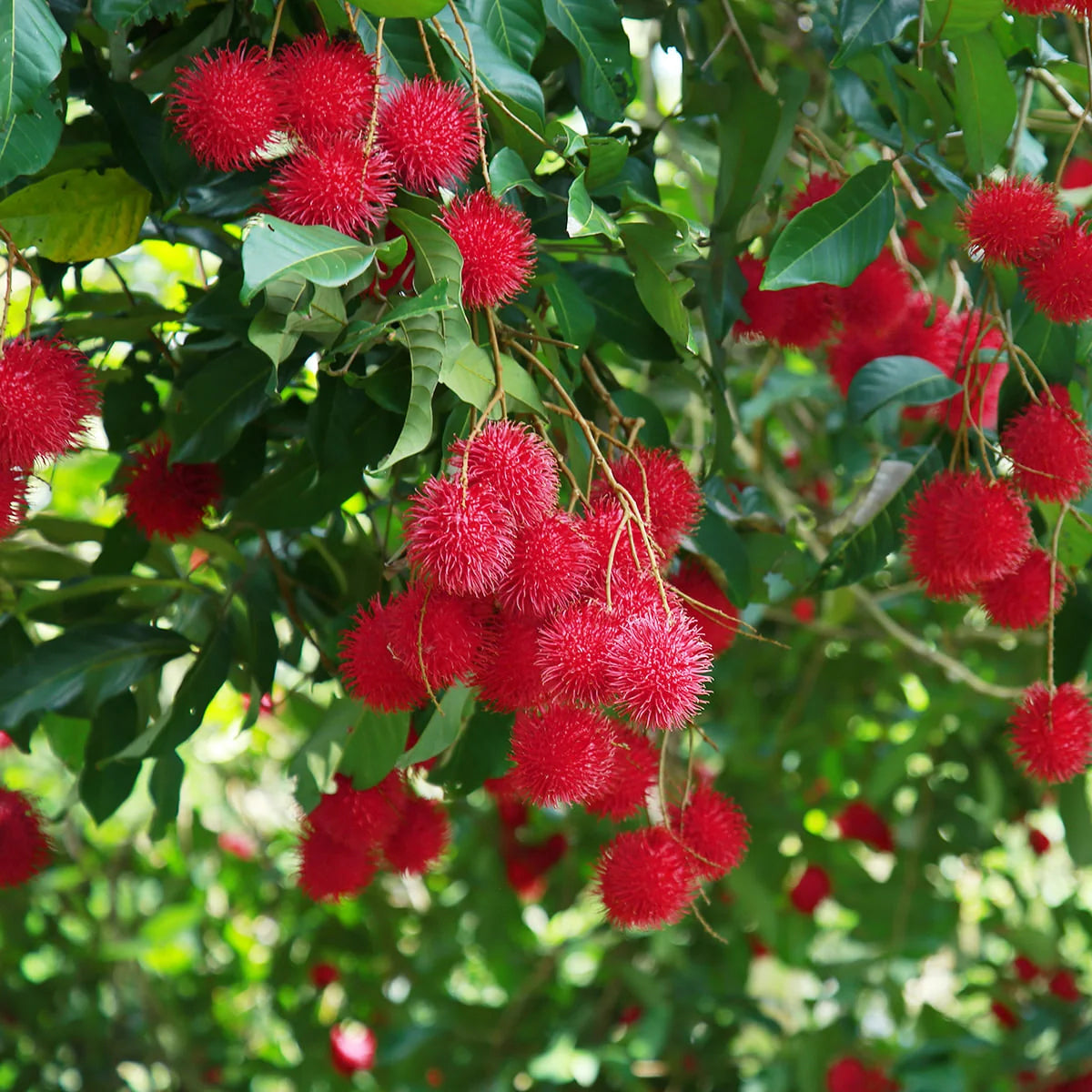 Red Rambutan Grafted Tree | Sweet Tropical Fruit Plant Online – Plant ...