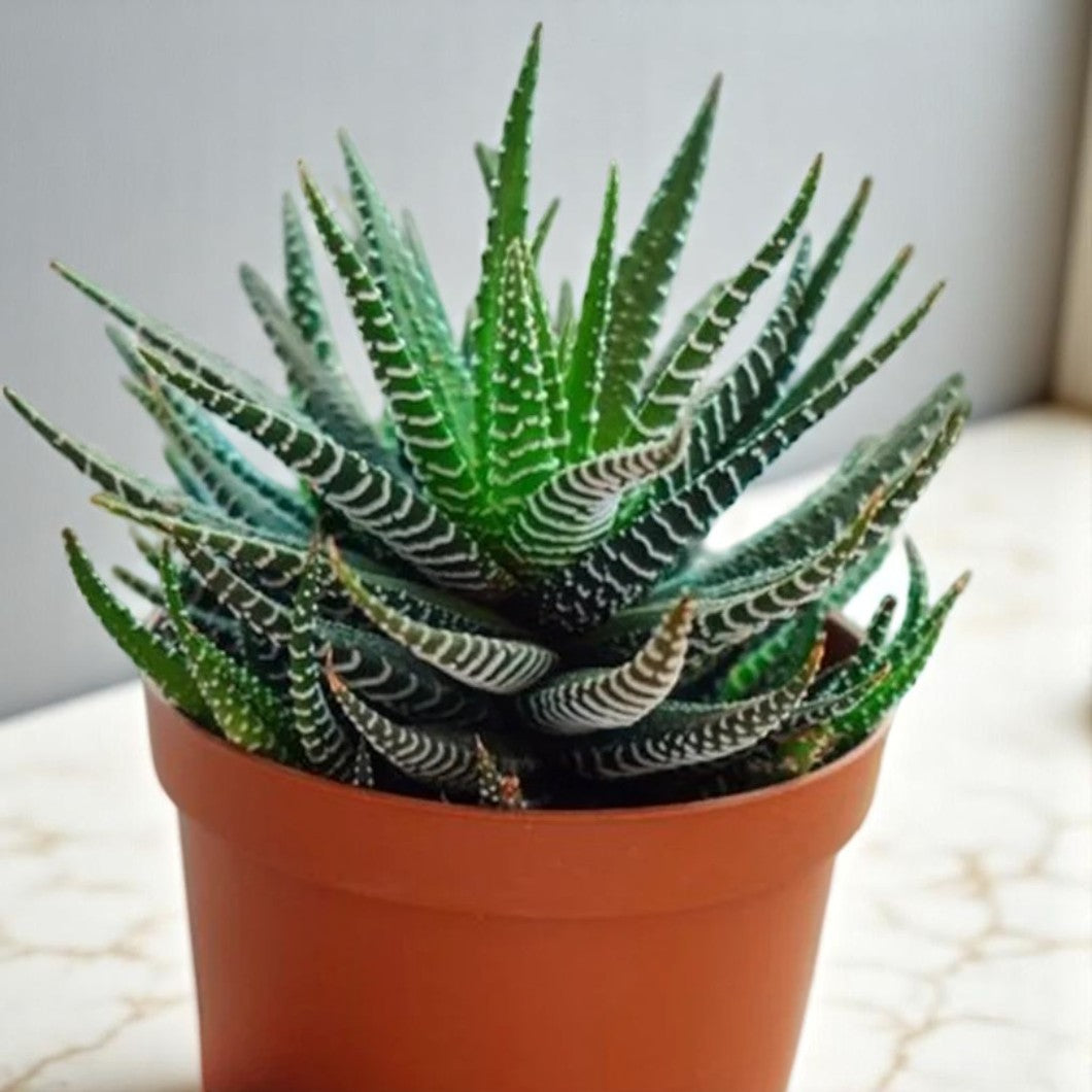 Haworthia Zebra (Bare Rooted)