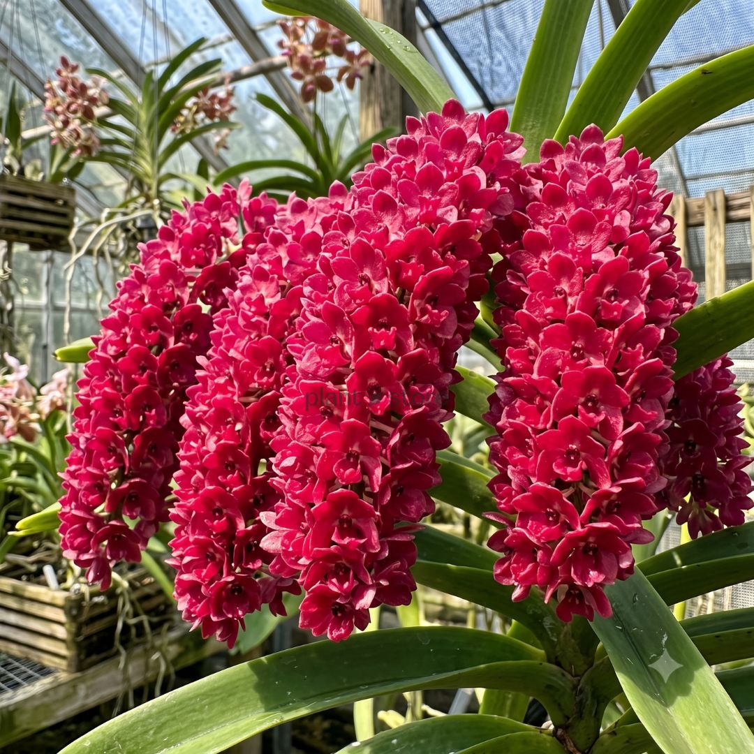 Foxtail Rhyncostyllis Orchid Seedling
