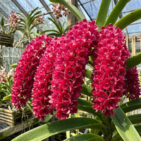 Foxtail Rhyncostyllis Orchid Seedling