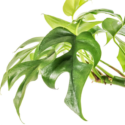 Monstera Minima (Rhaphidophora Tetrasperma) - plant store® 