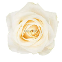 Hybrid Vendela Rose Plant