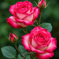 Hybrid Lulu Rose Plant