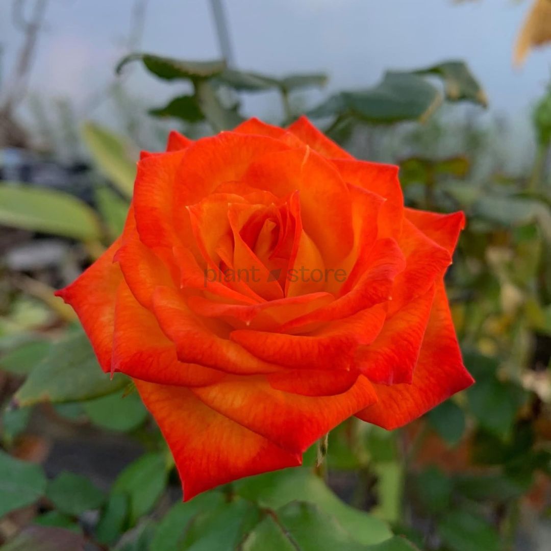 Hybrid High Society Rose Plant