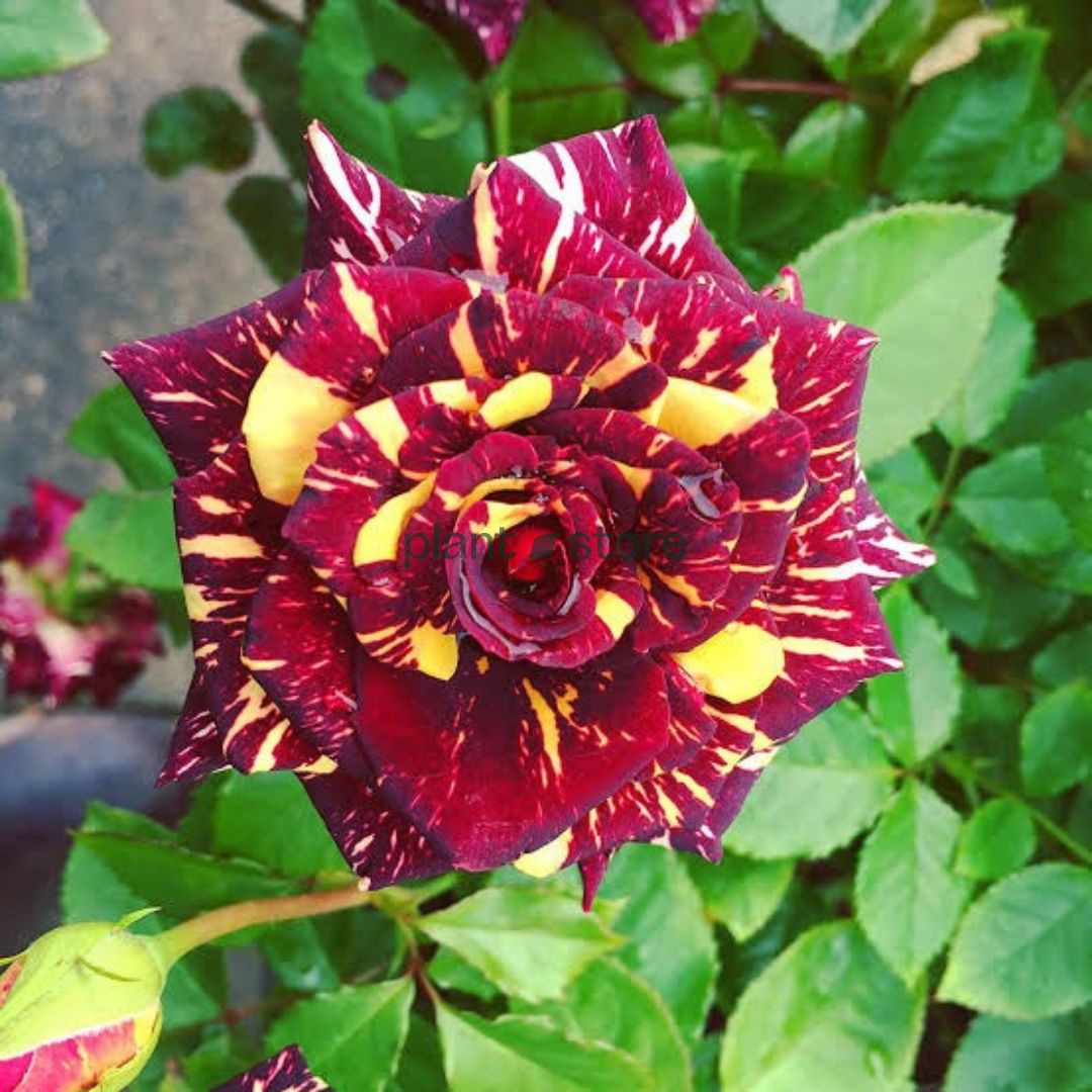 Hybrid Abra ka Dabra Rose Plant