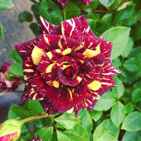 Hybrid Abra ka Dabra Rose Plant