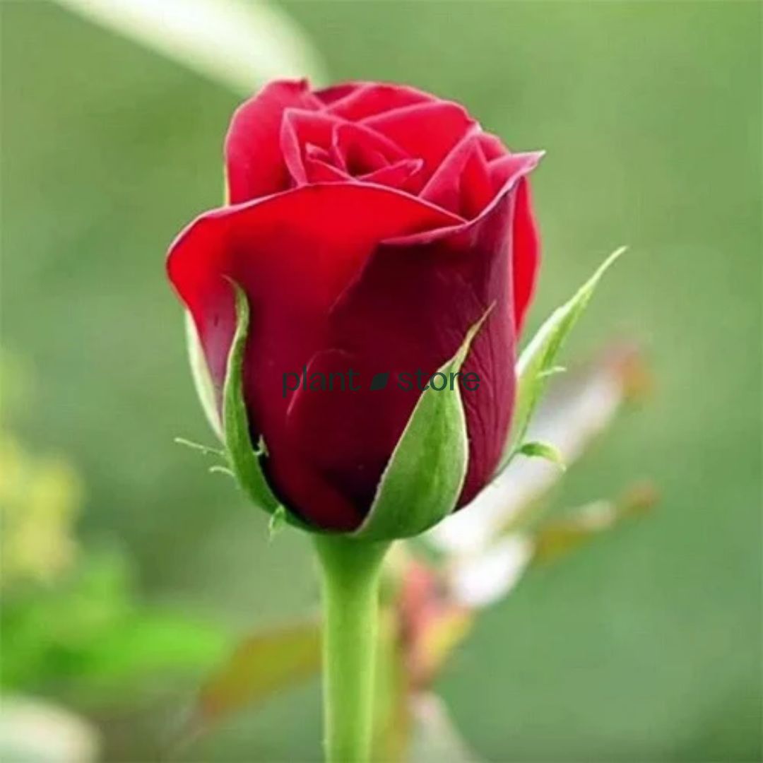 Hybrid Taj Maha Rose Plant