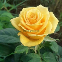Hybrid Mohana Rose plant