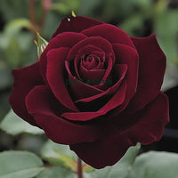 Hybrid Dark Night Rose Plant