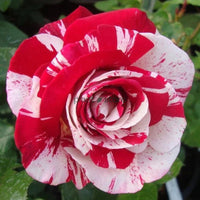 Hybrid Dubal Delight  Rose Plant